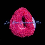 Blood Red Bower Banki