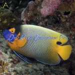 Blueface Angelfish (Adult)