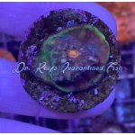 Chalice - Blue Green Ring