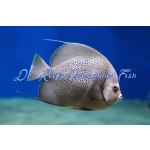 Black (Grey) Angelfish