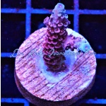 Acropora - Blue Rasberry Millepora