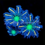 Clove Polyp Fireworks