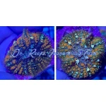 Mushroom - Cordyceps Fungus Rhodactis