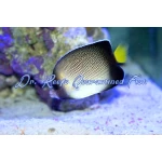 Cream Angelfish