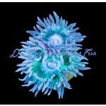Duncan - Neon Aussie (Per Polyp)