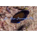 Dusky Bluefin Angelfish