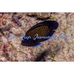 Dusky Bluefin Angelfish