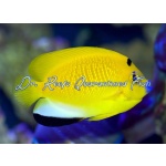 Flagfin Angelfish