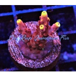 Acropora - Fox Flame