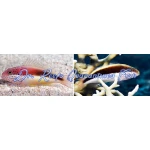 Freckled hawkfish