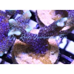 Montipora - German Blue Digitada