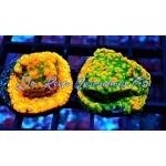 Montipora - Gold Rush