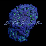 Hammer - Thick Branch Colored (Aussie) (Per Polyp) - Image 2