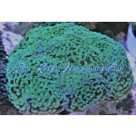 Hammer - Thick Branch Green (Aussie) (Per Polyp)