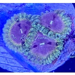 Zoanthid - Implosion