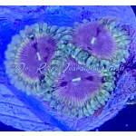 Zoanthid - Implosion