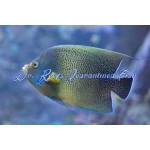Koran Angelfish (Adult)