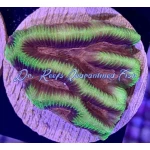 Lemonade Platygyra