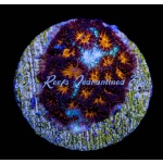 Leptastrea - Lucky Charms