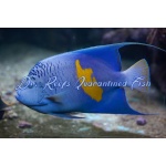 Maculosus Angel (Red Sea)