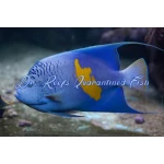 Maculosus Angelfish (Red Sea)