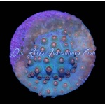 Cyphastrea - Meteor Shower