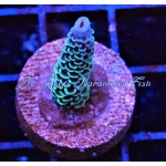 Acropora - Monsters Inc Millepora