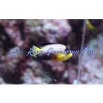 Multicolor Angelfish