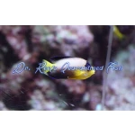 Multicolor Angelfish