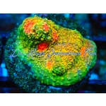 Chalice - Mummy Eye Echinophyllia