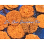 Fungai - Orange Metallic (Aussie)