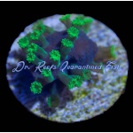 People Eater Astreopora