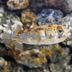Porcupine Puffer