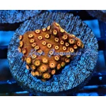 Pumpkin Patch Cyphastrea