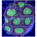 Zoanthid - Purple Candy Apple