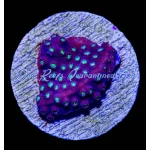 Cyphastrea - Purple Monster