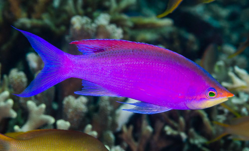 Purple Queen Anthias | Quarantined Fish