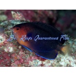 Pygmy Yellowtail Angelfish