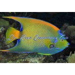 Queen Angelfish (Adult)