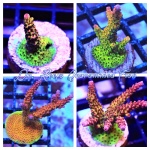Acropora - Rainbow Rommels