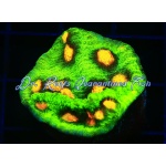 Chalice - Raja Rampage Echinophyllia