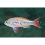 Red Bar Anthias