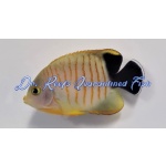 Red Stripe Angelfish