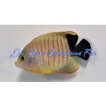 Red Stripe Angelfish
