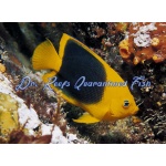 Rock Beauty Angelfish