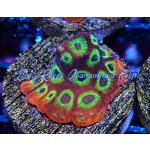 Favia - Sector 001 Brain