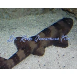 Bamboo Cat Shark