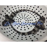 Bamboo Cat Shark - Image 2