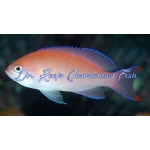 Stocky Anthias