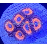 Zoanthid - Summer Lovin